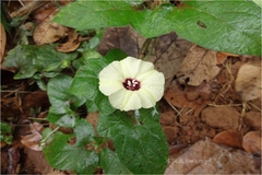 Hewittia malabarica